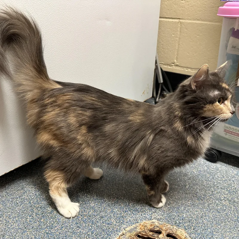 A young medium-sized female Domestic Medium Hair cat named Sky for adoption in Clifton, NJ