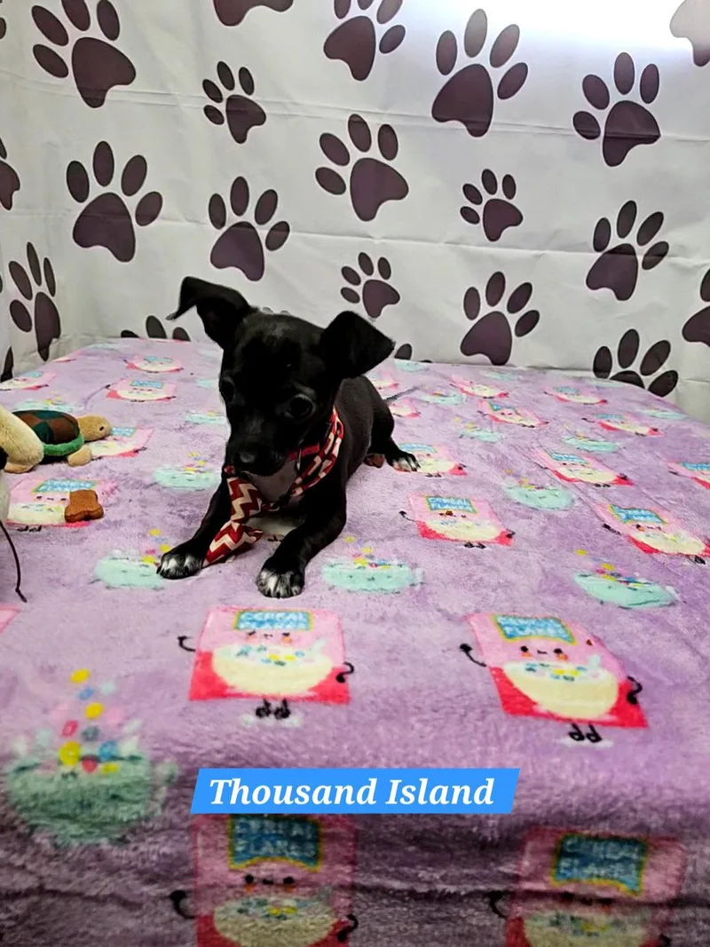 A young medium-sized male Chihuahua dog named Thousand Island for adoption in Metairie, LA