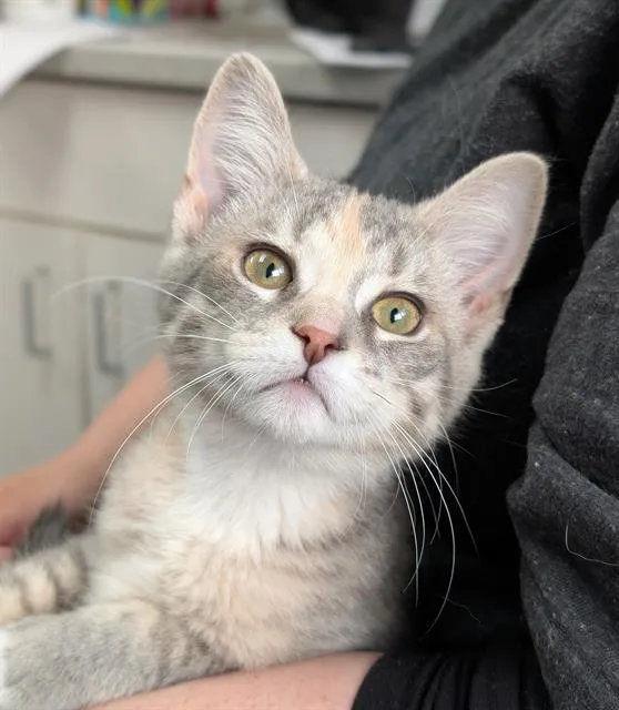 A baby small-sized female Domestic Short Hair cat named Cece for adoption in Canfield, OH