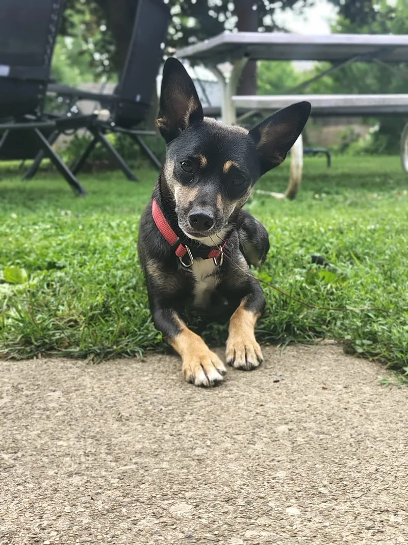 A young small-sized male Tricolor (Brown, Black, & White) Chihuahua dog named Bruno for adoption in Dyer, IN