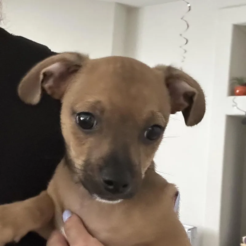 Brownie