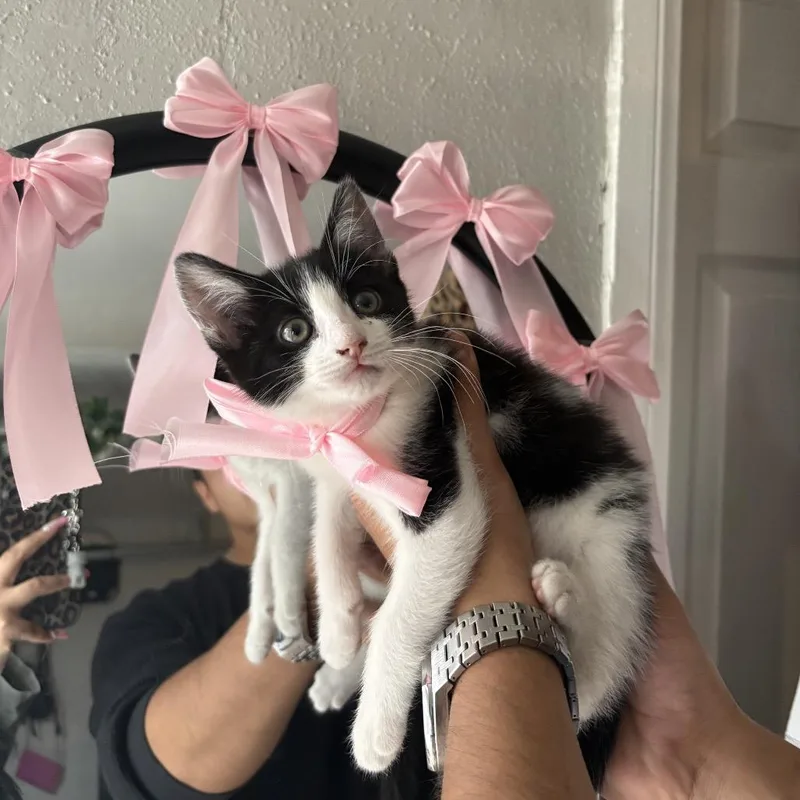 A baby small-sized female Black Domestic Short Hair cat named Martini for adoption in Long Beach, CA