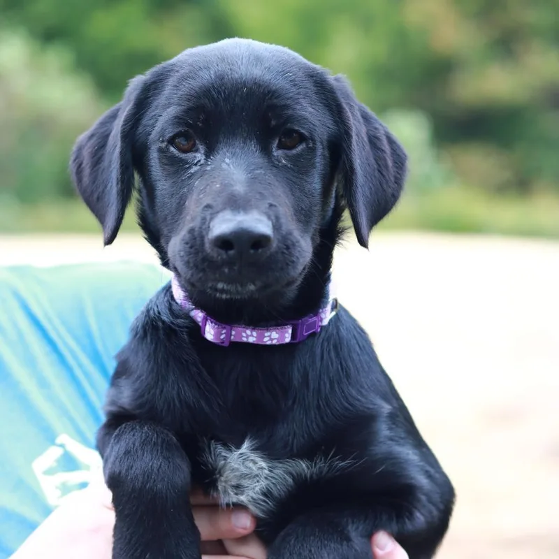 A baby large-sized female Black Labrador Retriever dog named CT Hattie for adoption in Eastford, CT