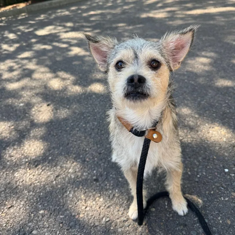 An adult small-sized male Terrier dog named Bixby for adoption in Newberg, OR