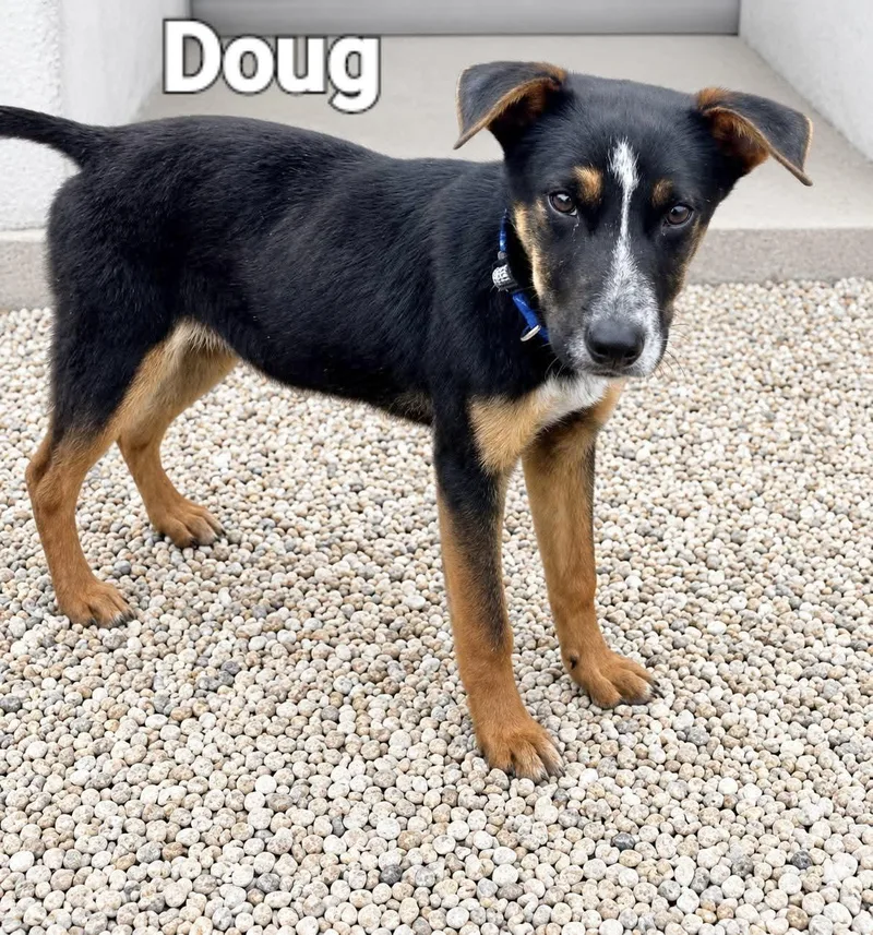 A baby medium-sized male Hound dog named Doug for adoption in Manchester, CT