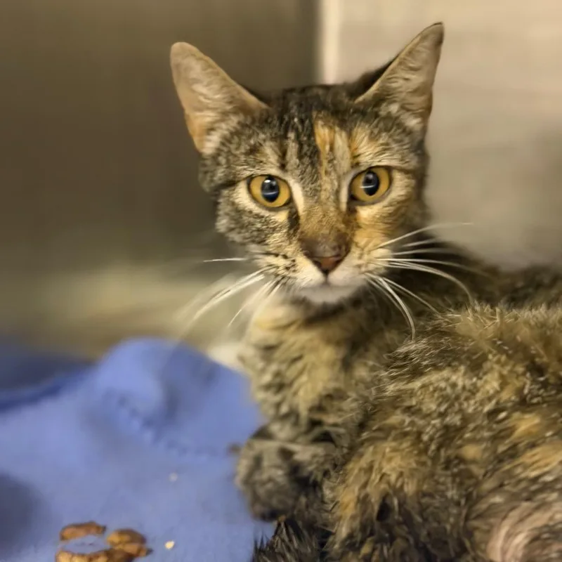 An adult medium-sized female Gray / Blue / Silver Domestic Short Hair cat named Giblets for adoption in Fort Smith, AR