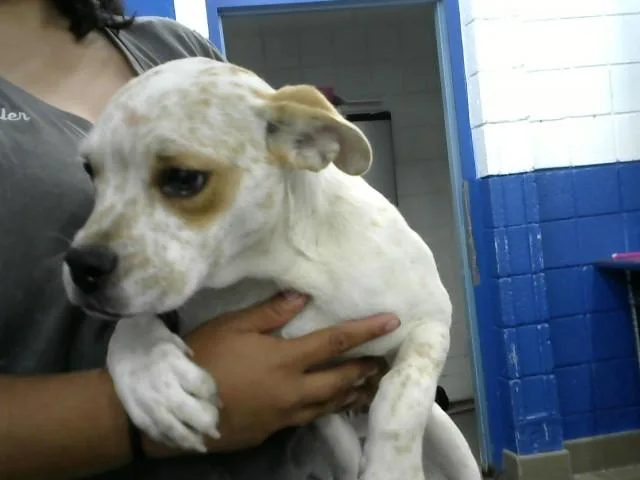 A baby small-sized female Boxer dog named Fantasia for adoption in Albuquerque, NM