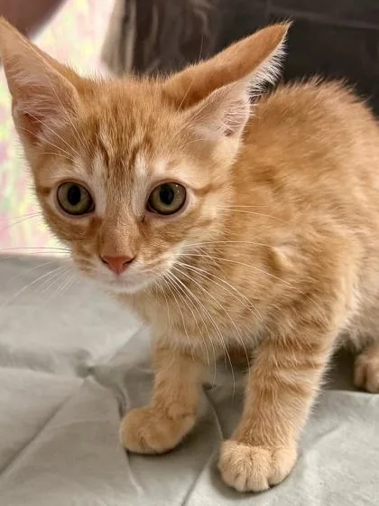 A young small-sized male Domestic Short Hair cat named Cookie Monster for adoption in San Antonio, TX