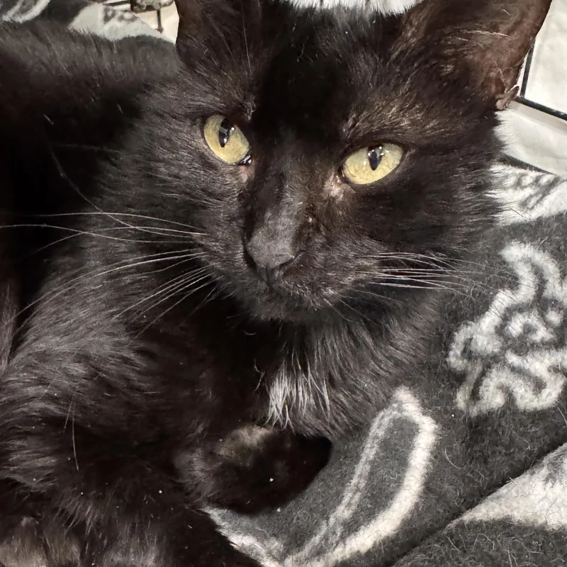 An adult medium-sized female Black Domestic Short Hair cat named Lumi for adoption in Mokena, IL
