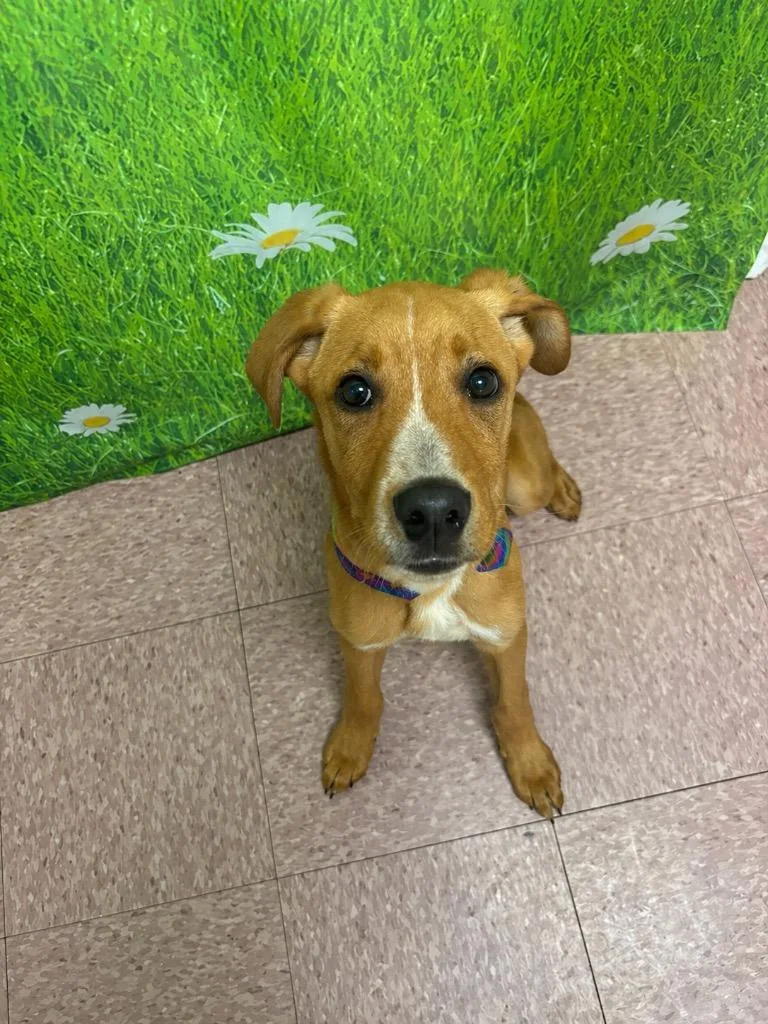 A baby medium-sized male Mixed Breed dog named Noah for adoption in Wabash, IN