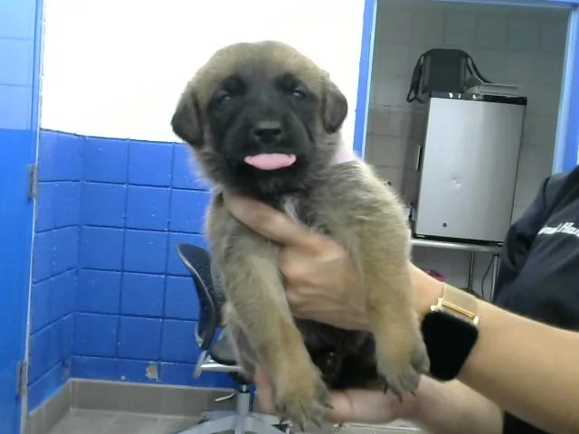 A baby small-sized female German Shepherd Dog dog named Pigeon for adoption in Albuquerque, NM