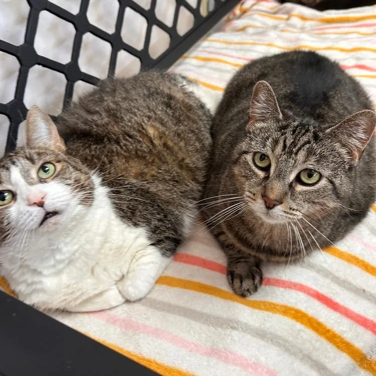 An adult small-sized female Domestic Short Hair cat named Milly for adoption in Greensburg, PA