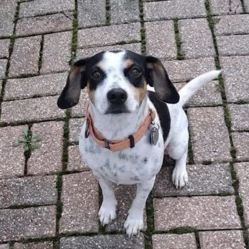 An adult small-sized female Beagle dog named Piglet for adoption in Lincolnshire, IL