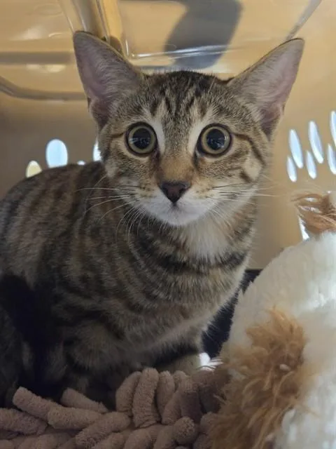 A young small-sized female Domestic Short Hair cat named Avatar for adoption in Tallahassee, FL