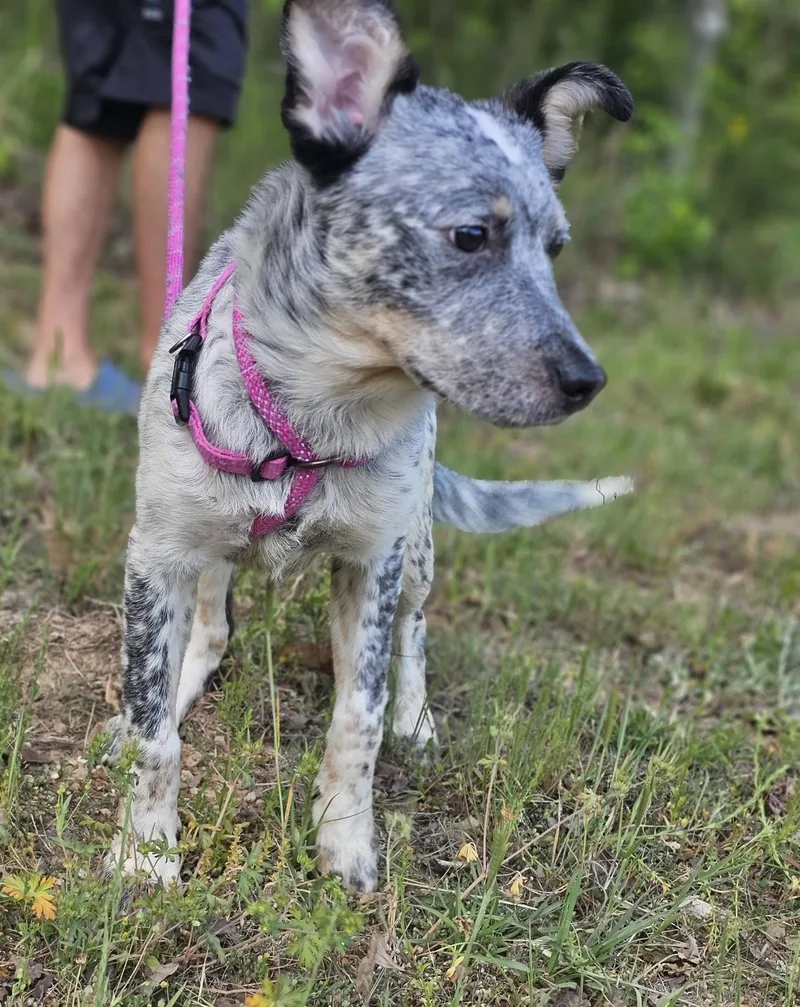 A young medium-sized female White / Cream Australian Cattle Dog / Blue Heeler dog named Athena for adoption in Fort Payne, AL