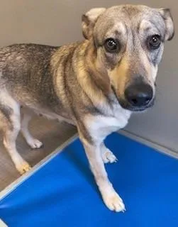 A young large-sized female German Shepherd Dog dog named Hazel Yrly for adoption in Sidney, OH