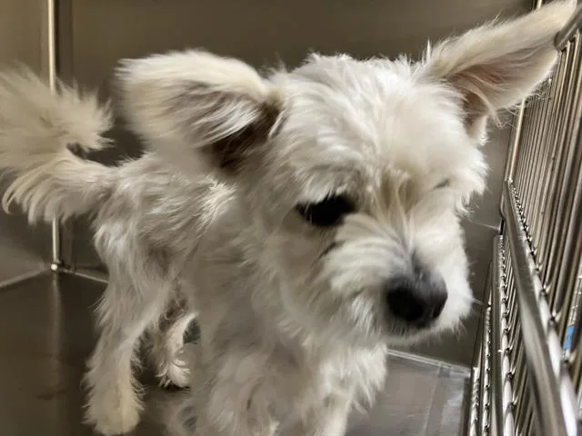 An adult small-sized male Maltese dog named Fable for adoption in Tustin, CA