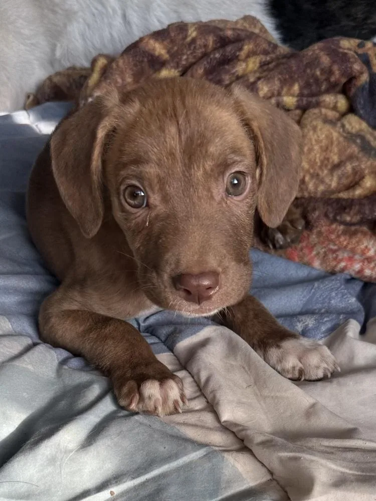 A baby medium-sized male Labrador Retriever dog named Dole for adoption in Colorado Springs, CO