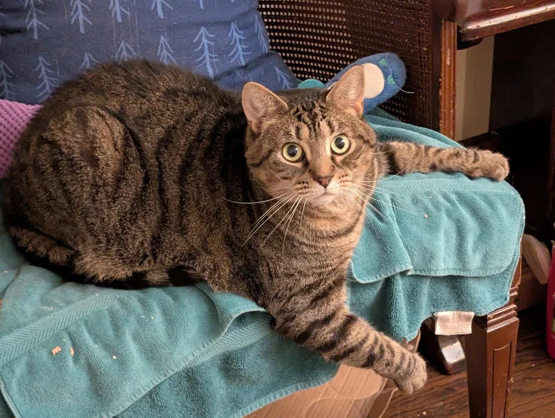 Whisperc thumbnail 2