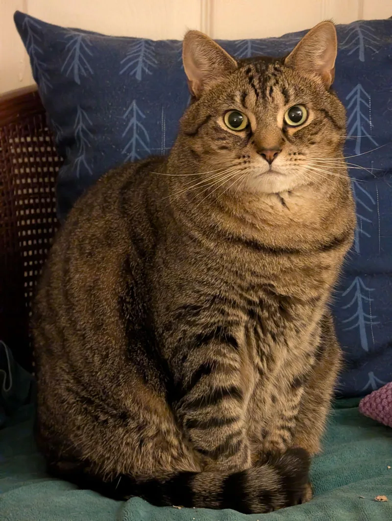 Whisperc thumbnail 3