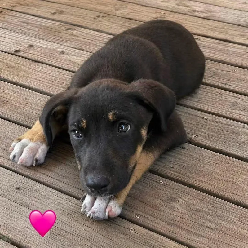 A baby medium-sized female Black German Shepherd Dog dog named Hayley for adoption in Brentwood, CA
