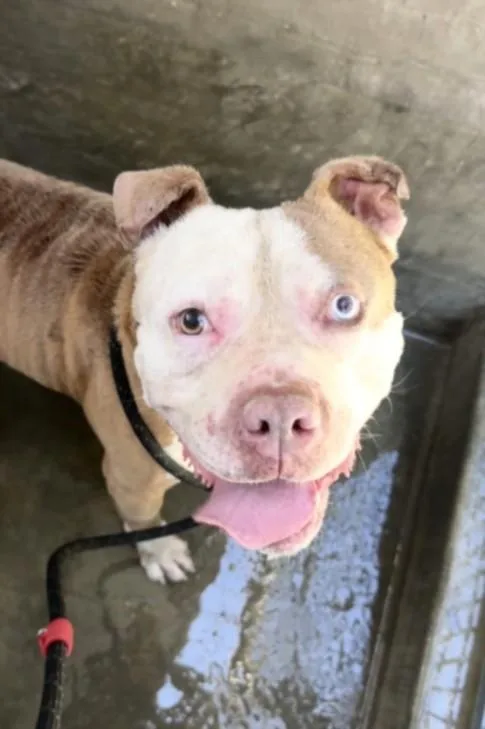 An adult large-sized male Pit Bull Terrier dog named Matt for adoption in Los Angeles, CA