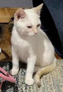 A baby medium-sized male Flame Point Domestic Short Hair cat named Goose for adoption in Springfield, OR