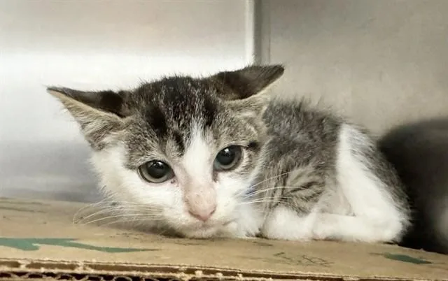 A baby small-sized male Domestic Short Hair cat named Monte Cristo for adoption in Saint Louis, MO