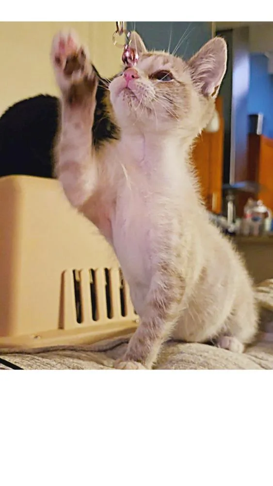 A baby small-sized male Domestic Short Hair cat named Fog for adoption in Pacifica, CA