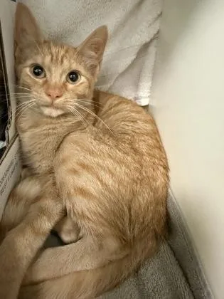 A baby small-sized female Domestic Short Hair cat named Poliwhirl for adoption in Westland, MI
