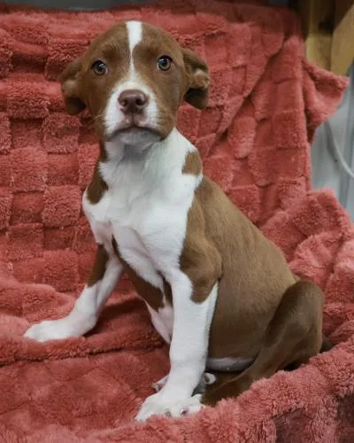 A young medium-sized female Pit Bull Terrier dog named Cypress for adoption in Thief River Falls, MN
