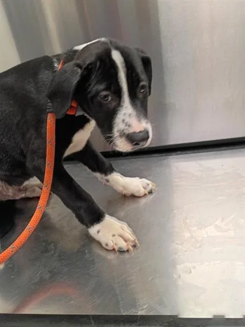 A baby small-sized male Mastiff dog named Oreo for adoption in Fort Lauderdale, FL