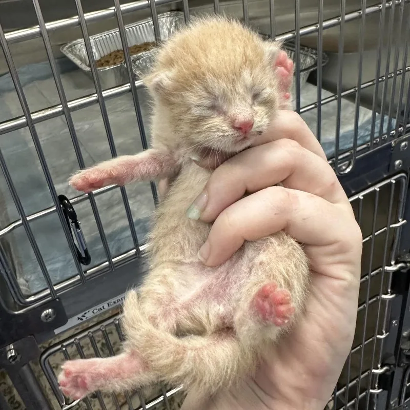 A baby small-sized male Orange / Red Domestic Short Hair cat named Lime for adoption in Greensboro, NC