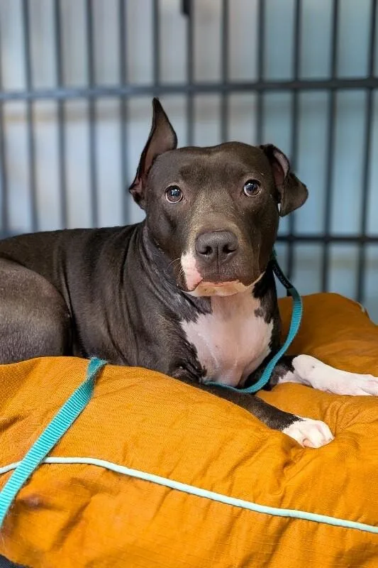 An adult large-sized female Black Mixed Breed dog named Brooklyn for adoption in Cincinnati, OH