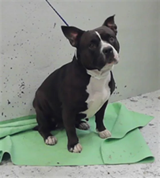 An adult medium-sized female Staffordshire Bull Terrier dog named Ariana for adoption in Houston, TX