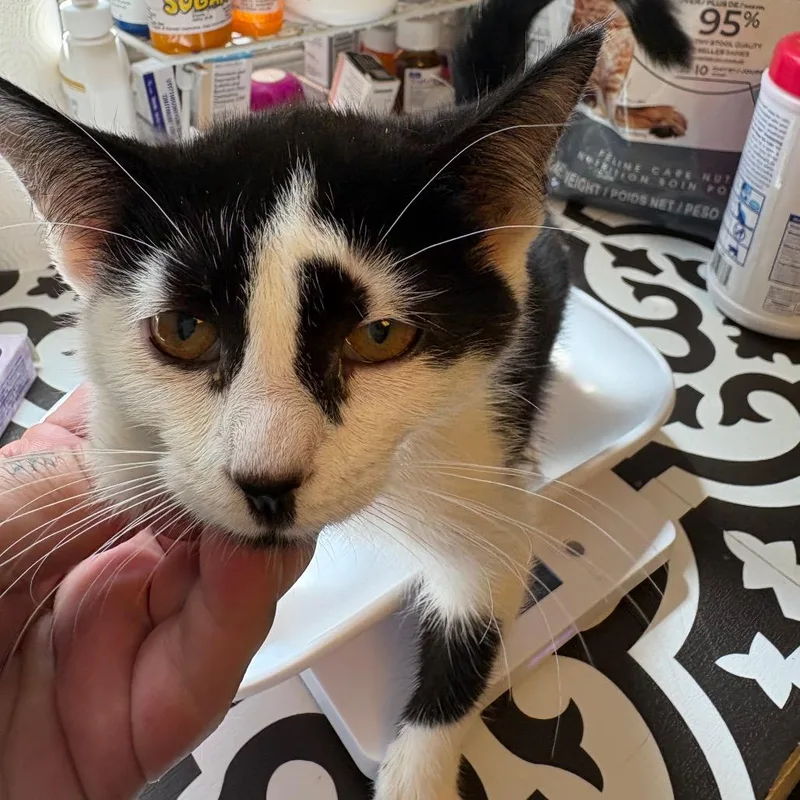 A baby small-sized female Black Domestic Short Hair cat named Barb for adoption in Pennsville, NJ
