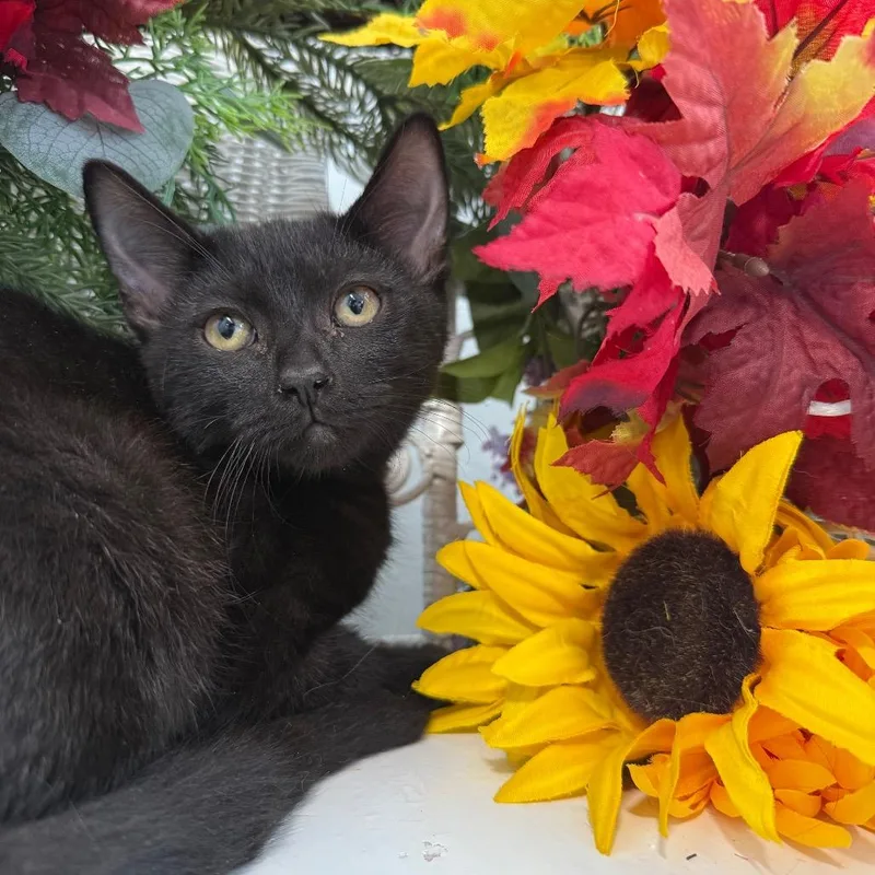 A baby small-sized male Black Domestic Short Hair cat named Megalodon Ridge for adoption in Eaton Rapids, MI