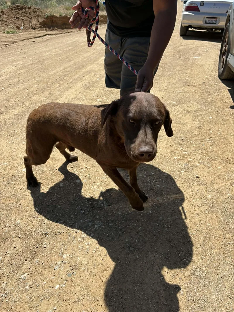 An adult large-sized male Labrador Retriever dog named Smokey for adoption in San Diego, CA
