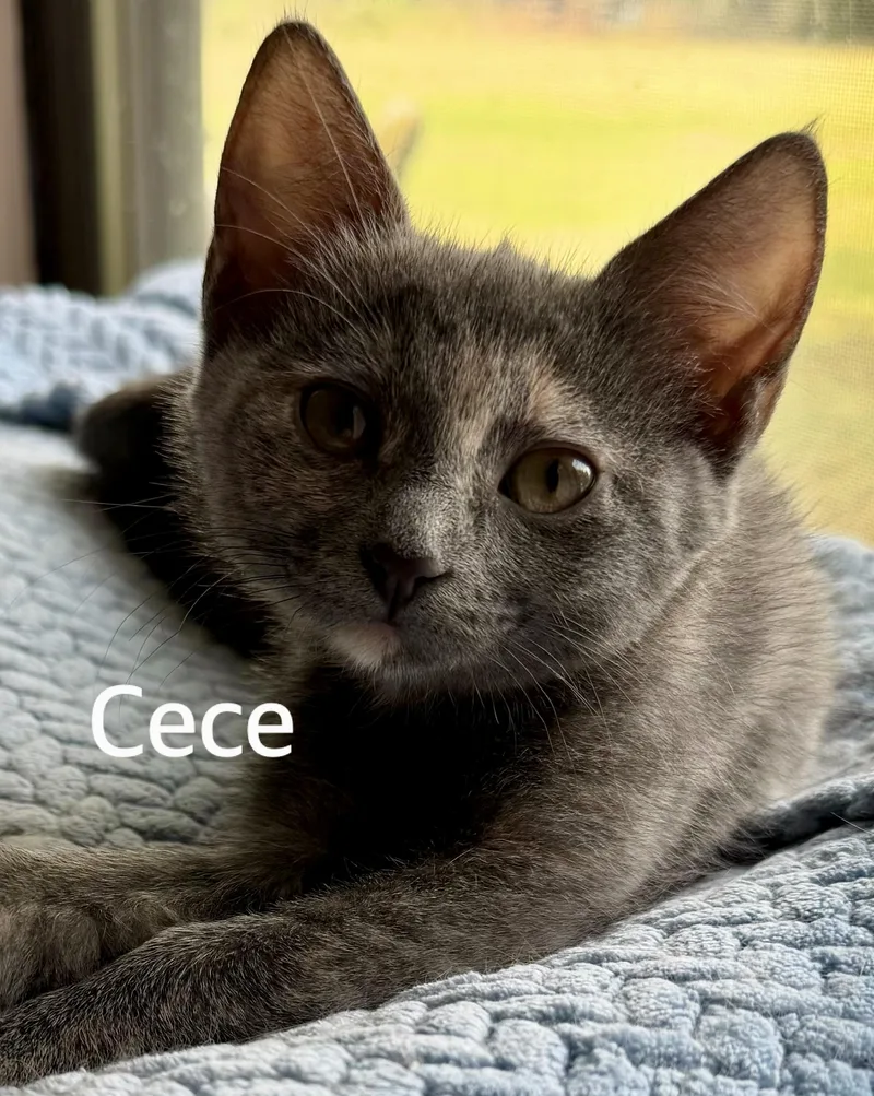 A baby medium-sized female Dilute Tortoiseshell Domestic Short Hair cat named CeCe for adoption in Owasso, OK