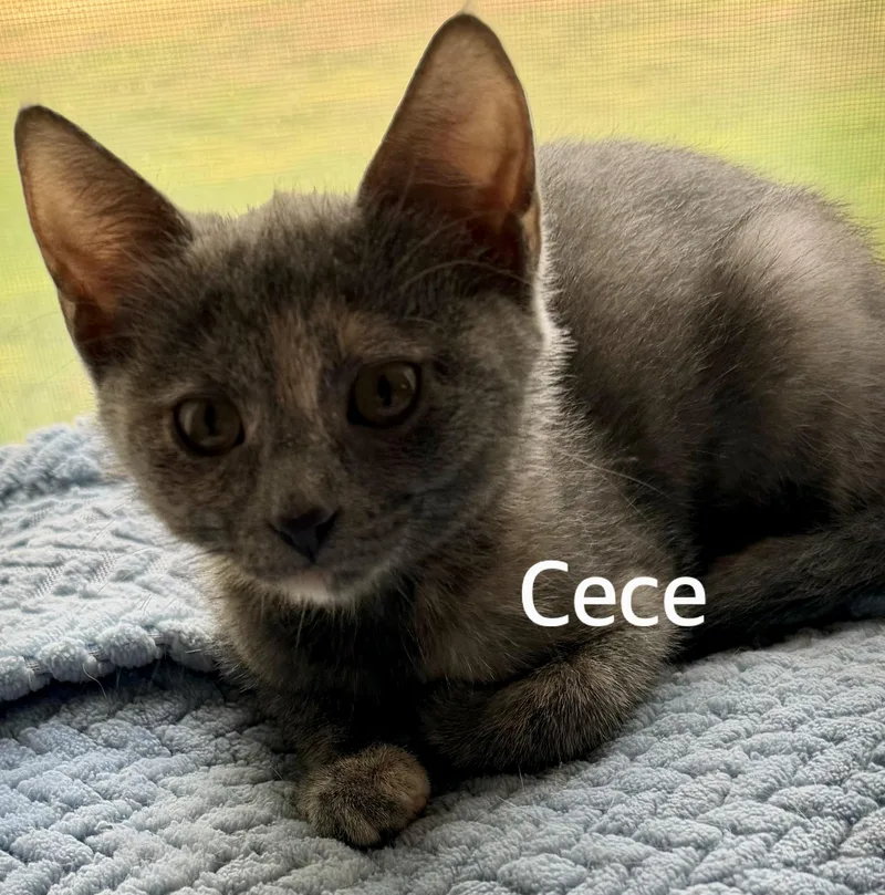CeCe thumbnail 2