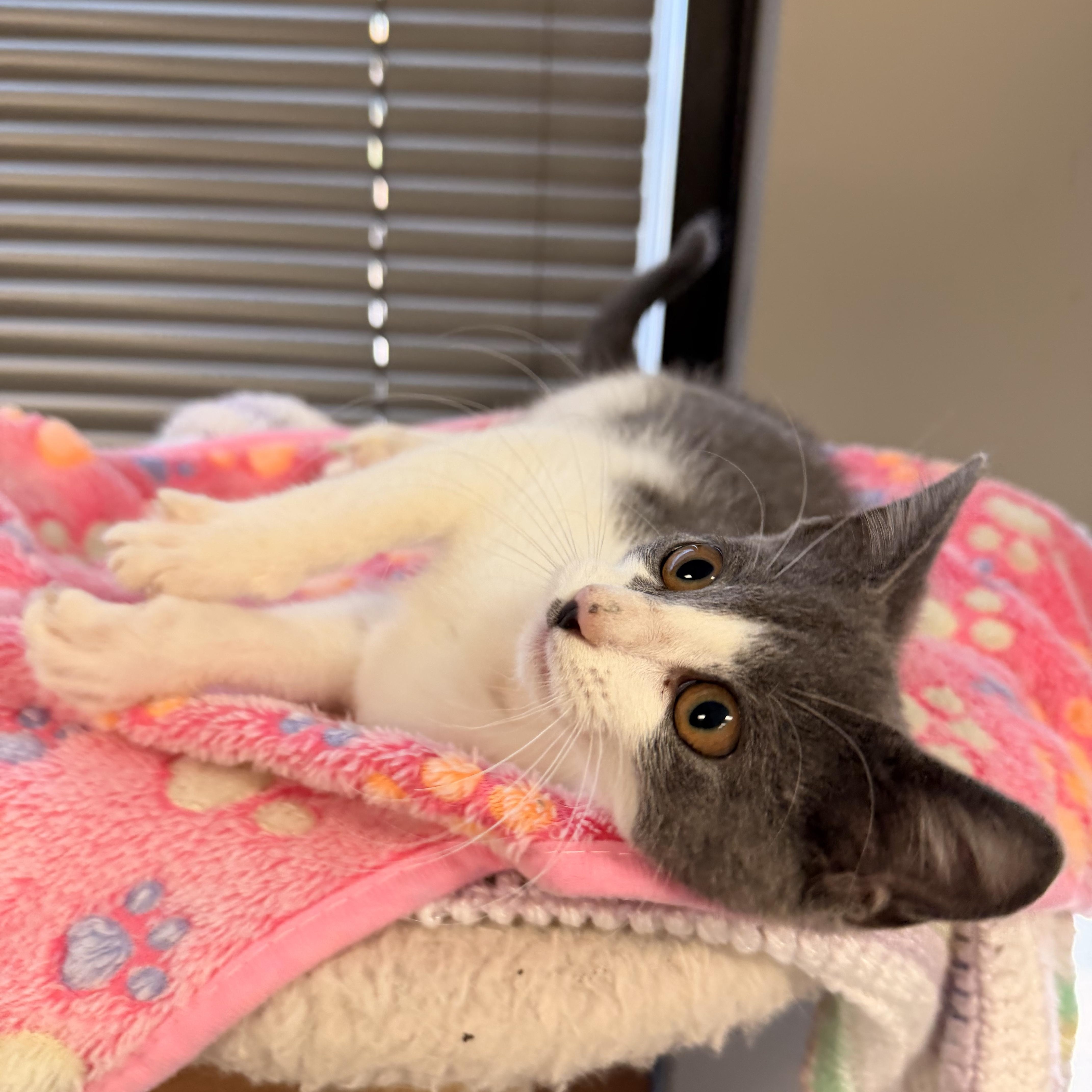 A baby medium-sized female Gray & White Domestic Short Hair cat named Gwendolyn AKA Gwen for adoption in Batesville, AR