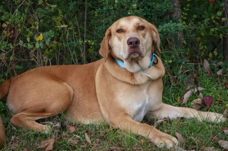 An adult large-sized female Mixed Breed dog named Rukia for adoption in Columbia, TN