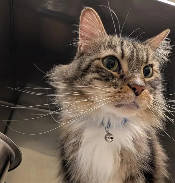 An adult medium-sized male Domestic Medium Hair cat named Lamar for adoption in Lees Summit, MO