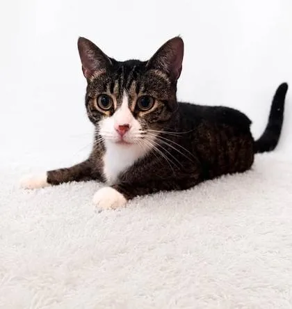 An adult medium-sized female Domestic Short Hair cat named Maddy Catty for adoption in Hobart, IN
