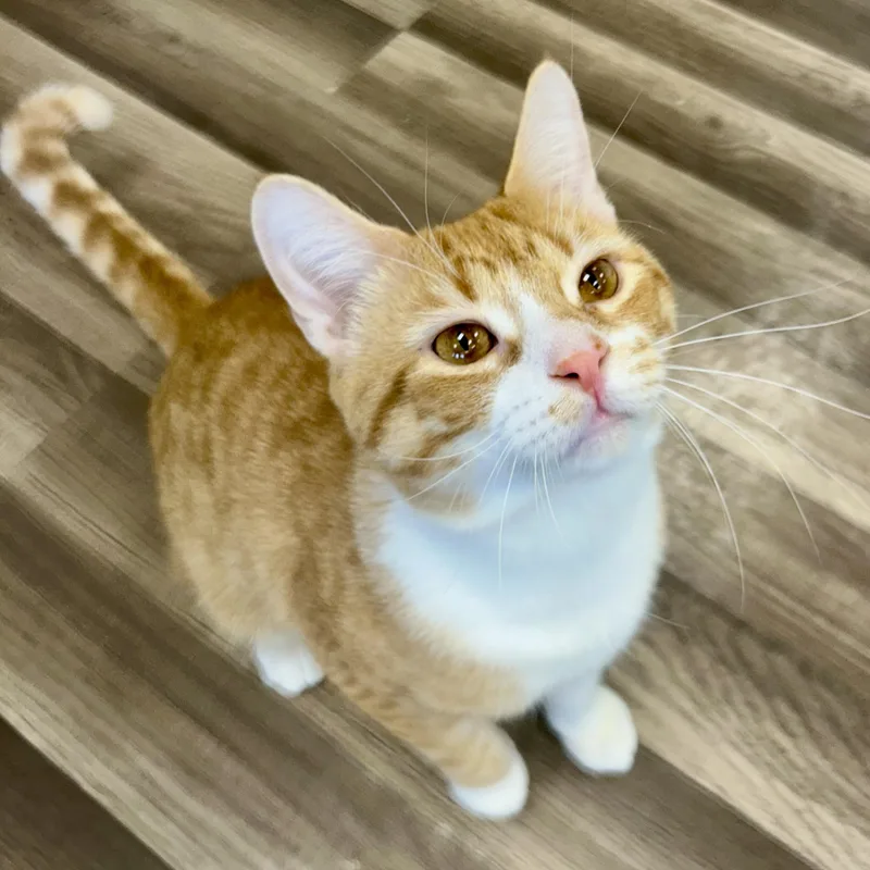 A baby medium-sized male Tabby (Orange / Red) Tabby cat named Vincent for adoption in Grand Rapids, MI