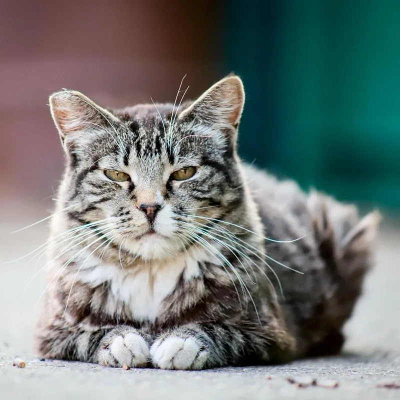 Little Bit thumbnail 2