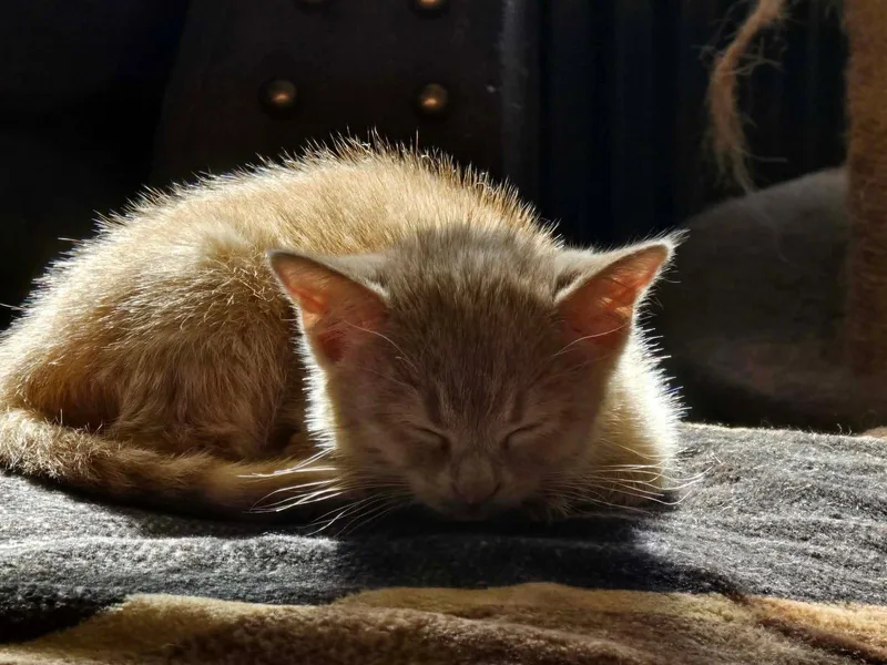 A baby medium-sized female Domestic Short Hair cat named Arina for adoption in hinckley, IL