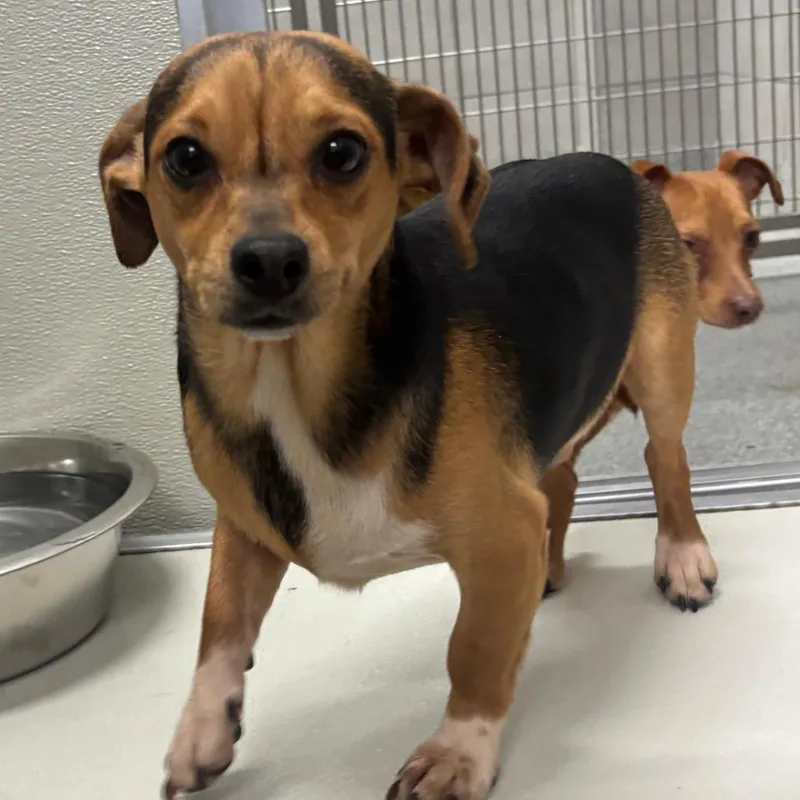 An adult small-sized male Chihuahua dog named Carmel swirl Latte for adoption in Hinsdale, IL