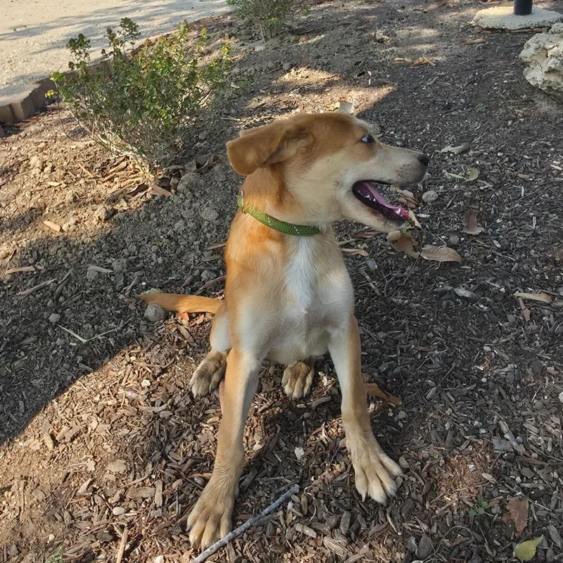A baby medium-sized female Yellow / Tan / Blond / Fawn Yellow Labrador Retriever dog named Sahara JuM for adoption in Austin, TX