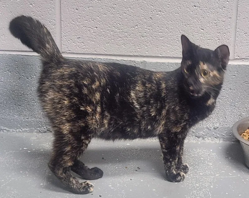 An adult medium-sized female Tortoiseshell Domestic Short Hair cat named Shasta Daisy for adoption in Lexington, TN